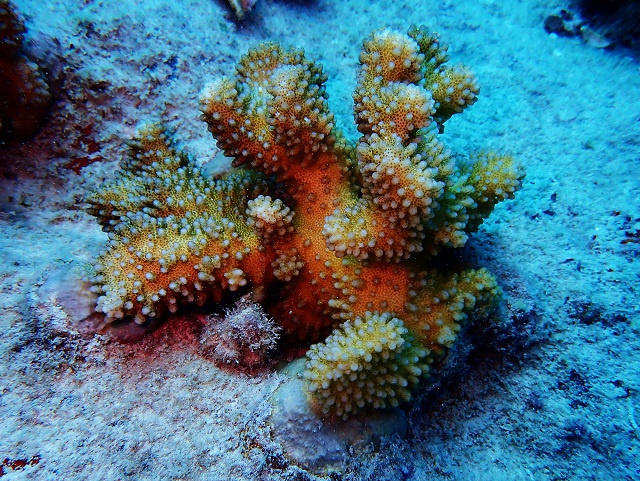 Nature Seychelles a planté 4 000 coraux dans la réserve spéciale de l'île Cousin en 2022