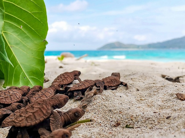 Espèces menacées : Nouveau dispositif "Nest" pour aider Nature Seychelles à surveiller la nidification des tortues