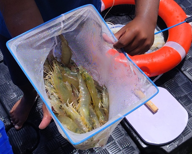 Seychelles' prawn farm project showing higher than usual growth of species