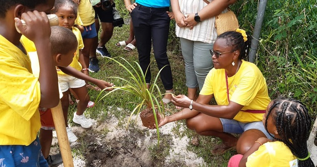 Revival of Seychellois tradition: Little Explorers Club plants vacoa trees