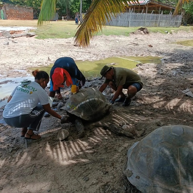 More males than females of Seychelles' Aldabra giant tortoise on Curieuse Island