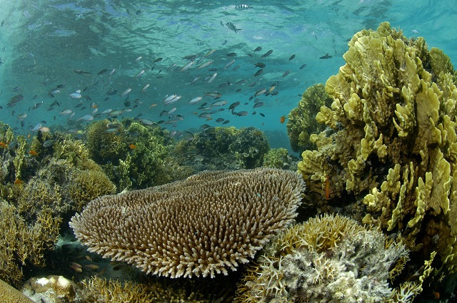 Une étude réalisée sur l'atoll d'Aldabra met en lumière les effets profonds du blanchissement des coraux sur l'abondance des poissons de récif