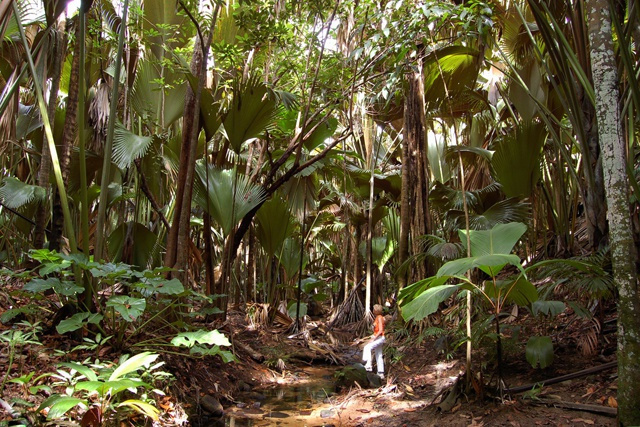 Patrimoine mondial de l'UNESCO : 40e anniversaire de la Vallée de Mai aux Seychelles