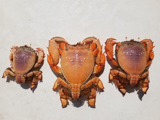 Seychelles Fishing Authority introduces licence for spanner crab fishery as interest increases