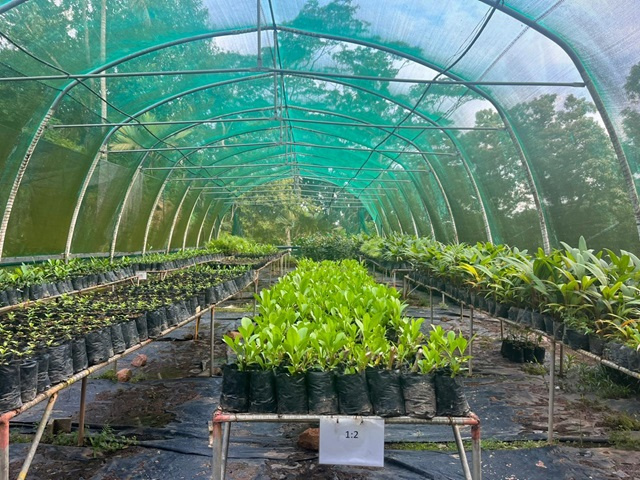 Terrestrial Restoration Action Society Seychelles ventures into agroforestry to prevent land degradation