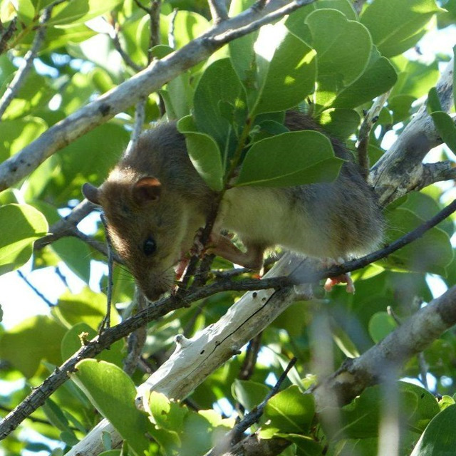 La Seychelles Island Foundation prévoit une étude de faisabilité pour éradiquer les chats et les rats d'Aldabra