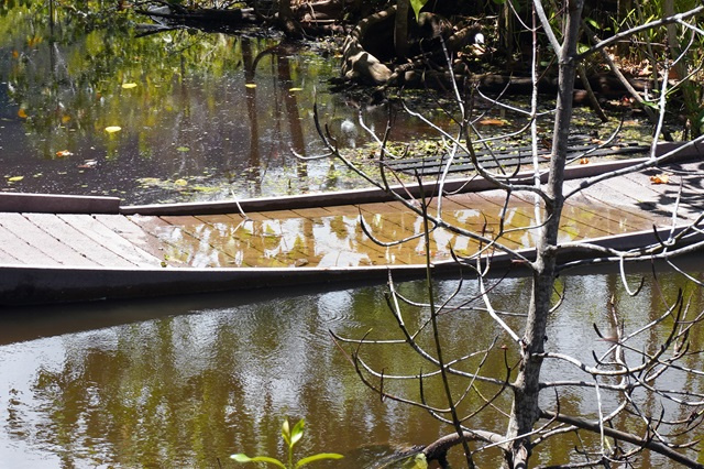 Nature Seychelles seeks funding to fix damaged boardwalk of wetland sanctuary