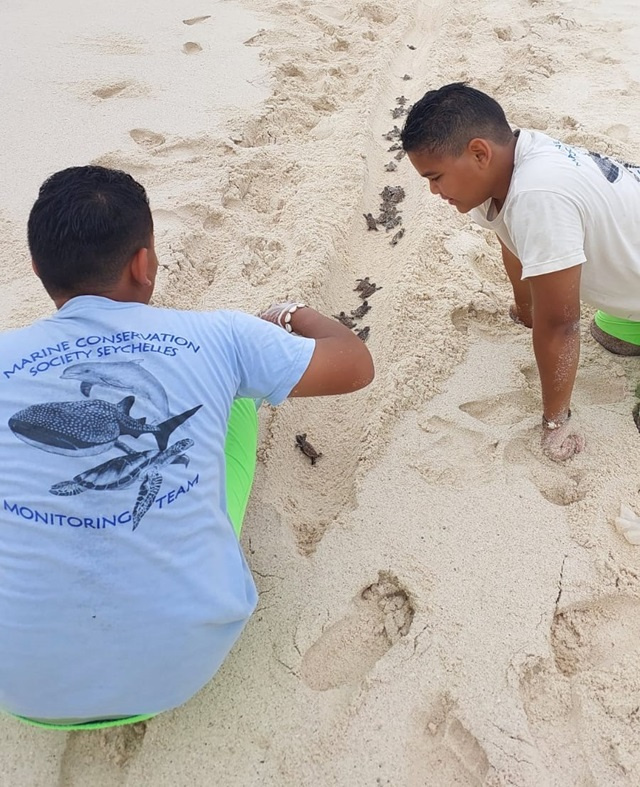 Seychelles' turtle nesting season "going well"- no reports of poaching 