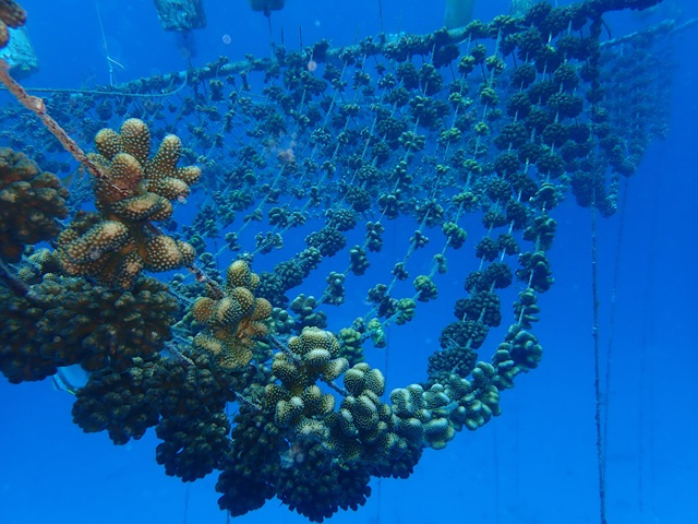 Nature Seychelles : Première installation d'aquaculture régénératrice de coraux en Afrique en cours de construction