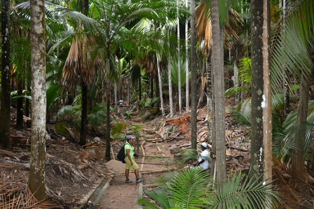 Une étude révèle des stratégies de reproduction uniques au coco de mer des Seychelles