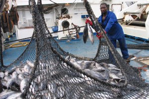 Possible effects of El Nino on yellowfin tuna catch in Seychelles, says fisheries minister