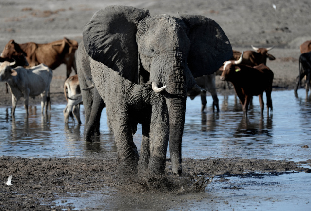 Botswana vows to send elephants to Germany in hunting row