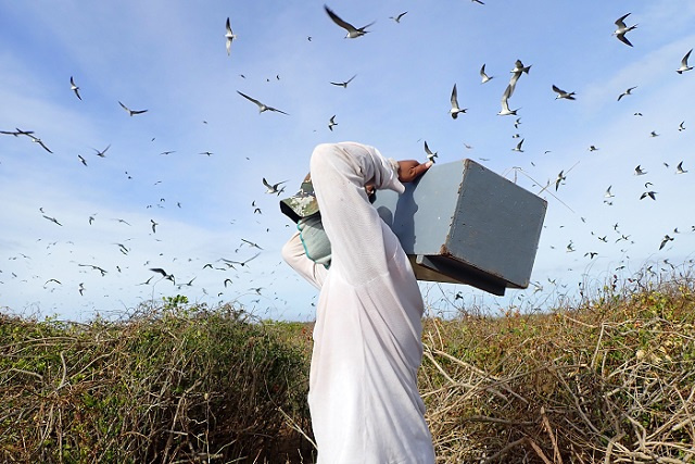 Ban on collection of sooty tern eggs in Seychelles extended for 2 more years 