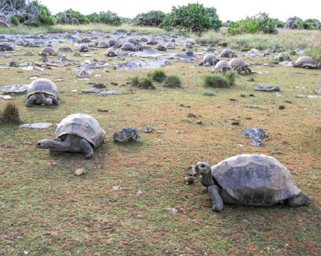 Les Seychelles entreprennent un recensement de la population de tortues géantes d'Aldabra sur 3 îles principales