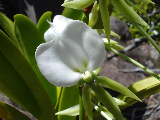 Seychelles' Orchids Collection Greenhouse created with rare species 