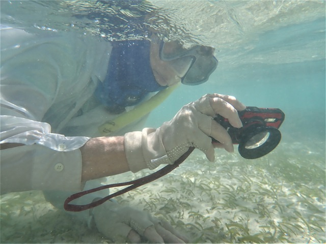 Les herbiers marins des Seychelles capturent presque la même quantité de CO2 que les émissions énergétiques locales