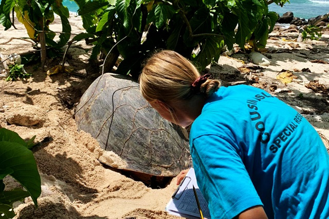 Nature Seychelles calls for volunteers for hawksbill turtle monitoring on Cousin Island