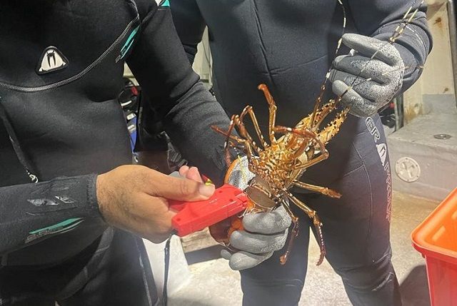 FishPath process ends in Seychelles, lobster harvest strategy being developed