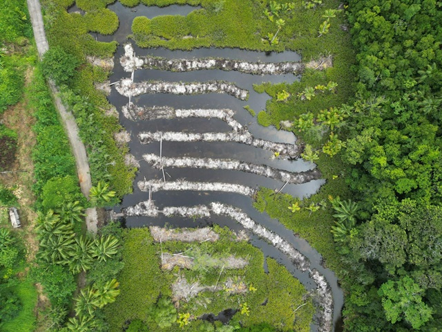 Rehabilitation works in Seychelles' Baie Ternay wetland  supports healthier marine life and ecosystem