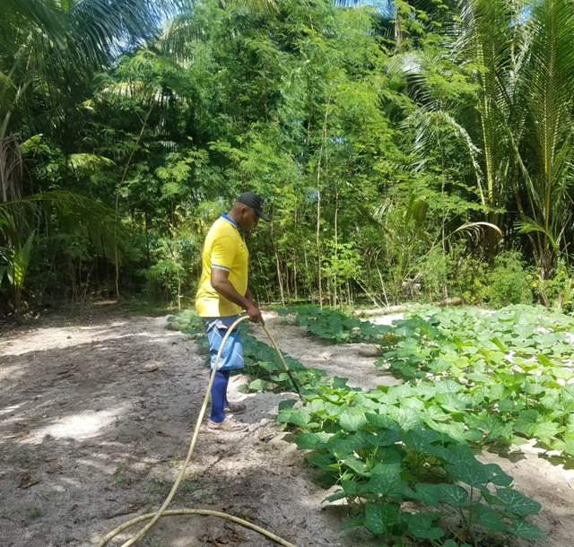 Agriculture: Development is crucial in ensuring food security in Seychelles