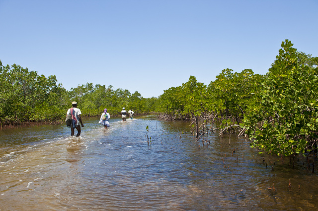 Mozambique okays Africa's largest mangrove restoration project