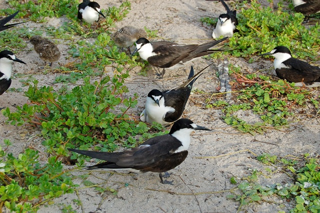 Sooty tern: Poaching of birds and eggs on Seychelles' Aride Island puts species under threat