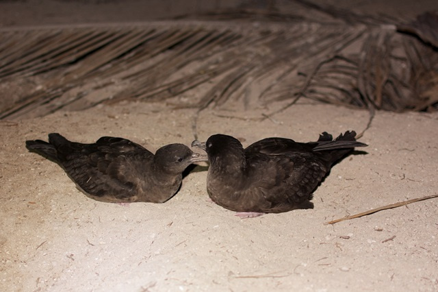 Rats gone: Tenfold increase in wedge-tailed shearwaters on 2 Seychelles' islands 