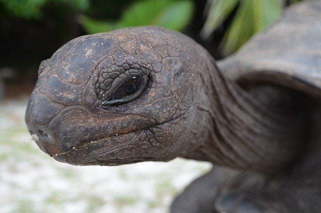 Tortue géante des Seychelles - Nature et Zoo : l'actualité des zoos