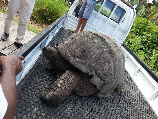 giant tortoise pet